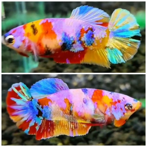 Female Multicolour #2