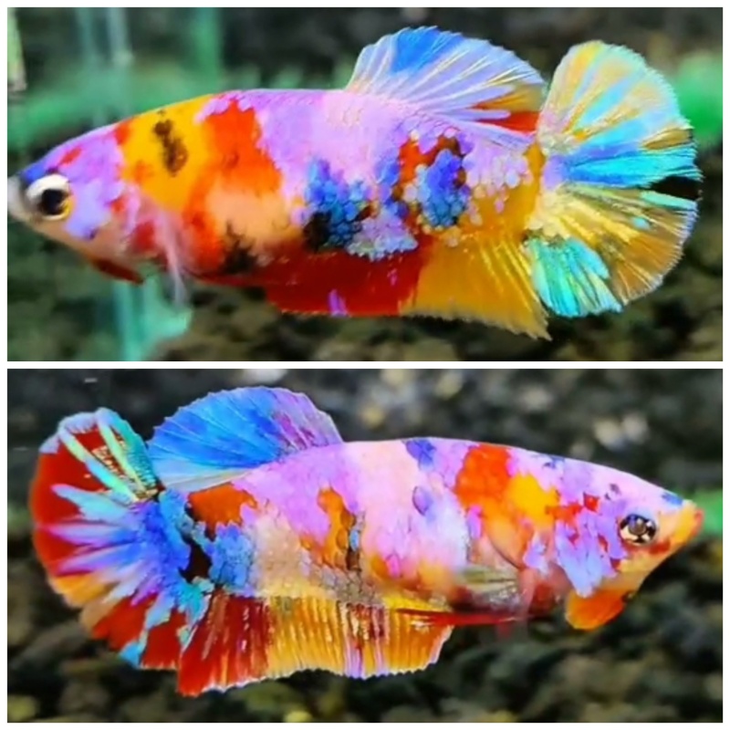 Female Multicolour #2