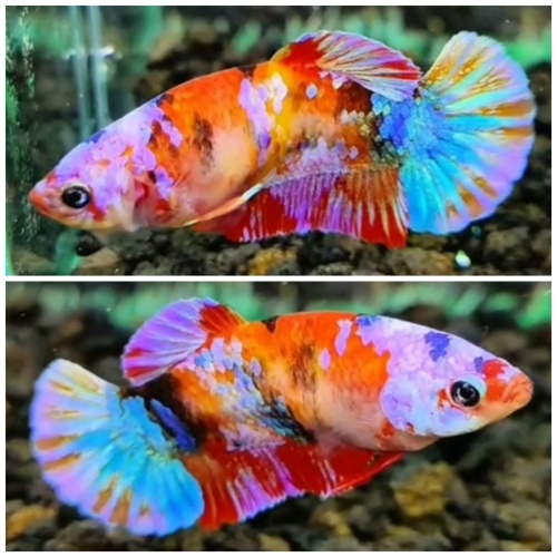 Female Multicolour #1