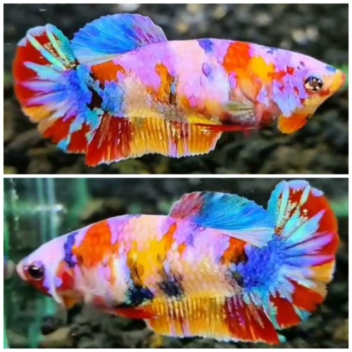 Female Multicolour #6