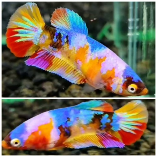 Female Multicolour #5