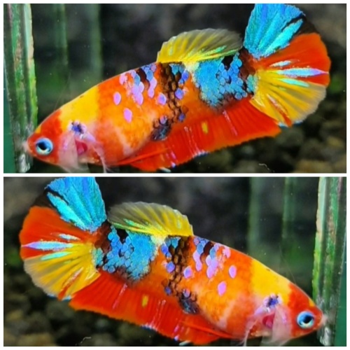 Female Multicolour #4