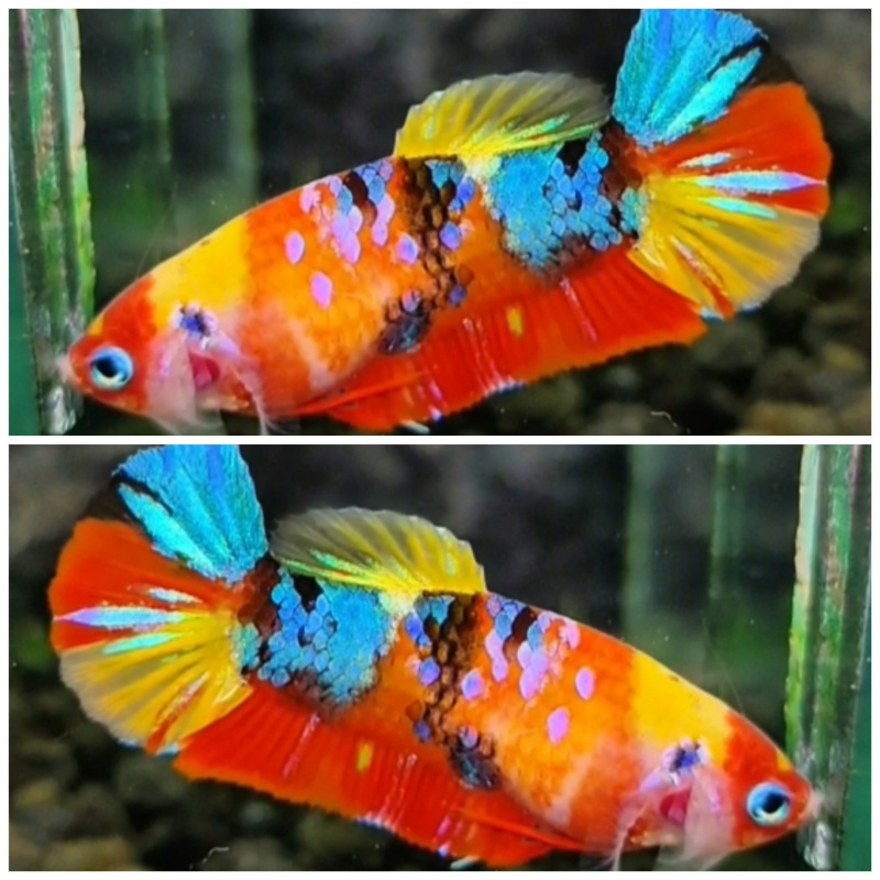 Female Multicolour #4