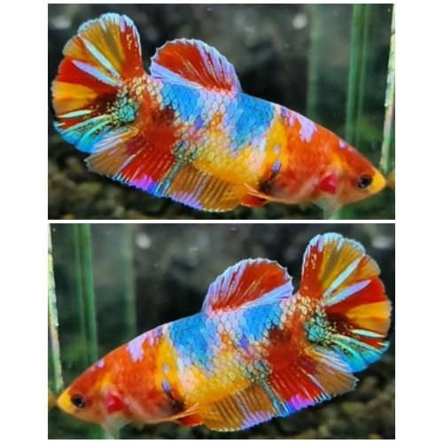 Female Multicolour #8