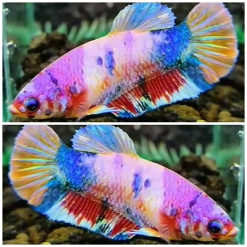 Female Multicolour #7