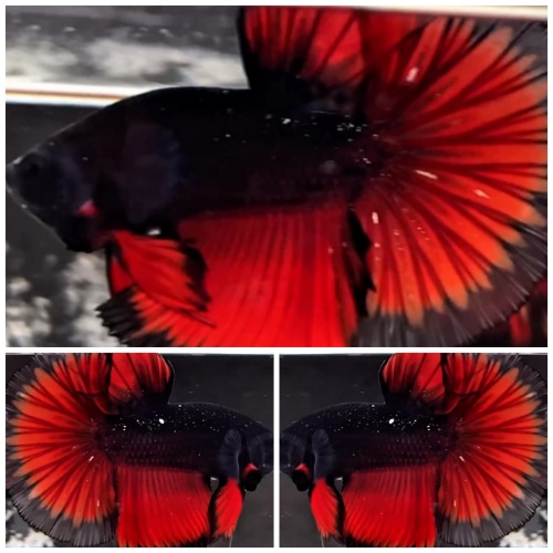 Avatar Vampire