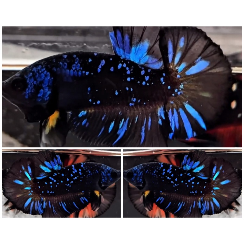 Avatar Blue