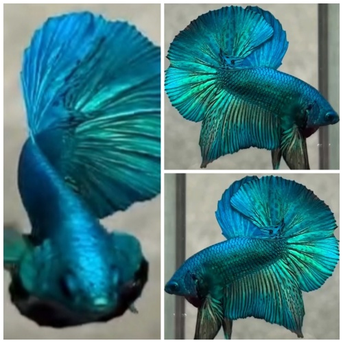 Green Turquoise HMPK
