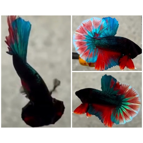 Best Fancy HMPK