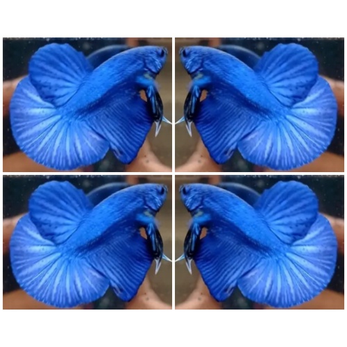 Royal Blue HMPK
