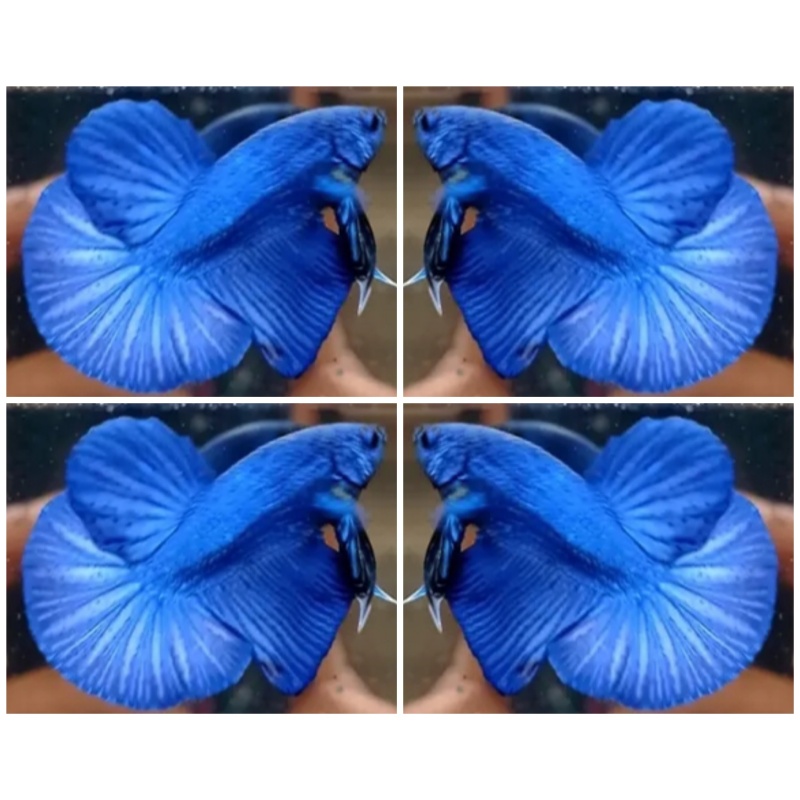 Royal Blue HMPK