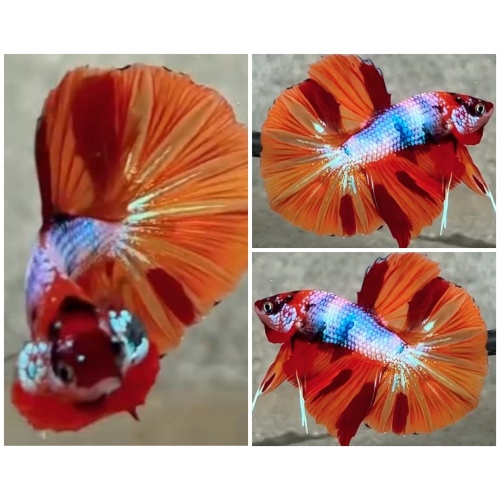 Nemo Galaxy HMPK