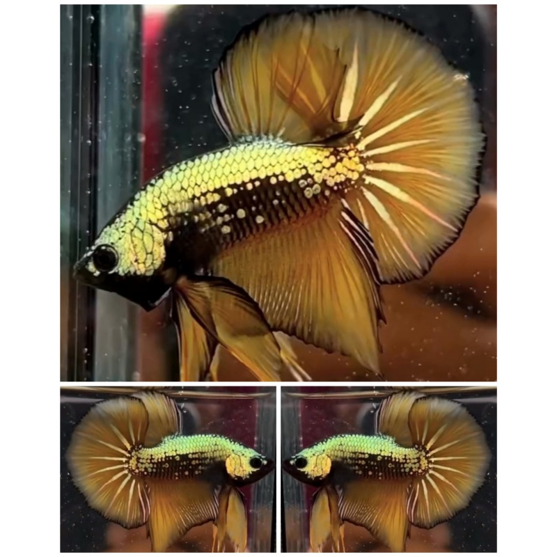Yellow Copper HMPK