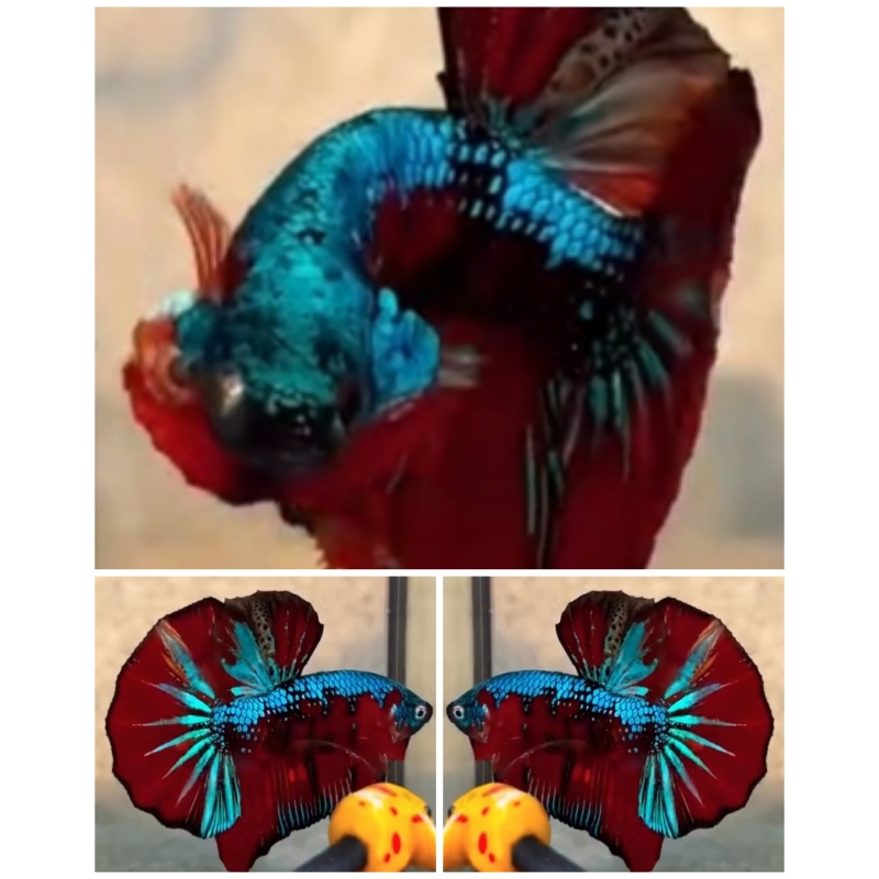 Fancy Samurai HMPK