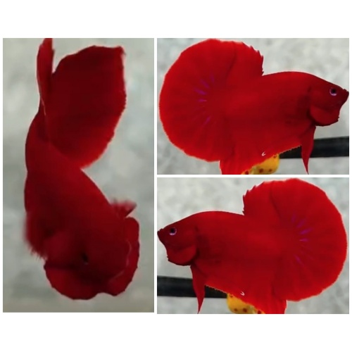 Super Red HMPK