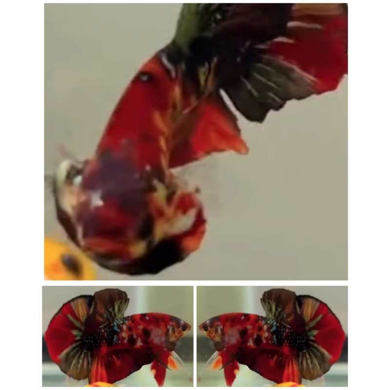 Red Koi Copper