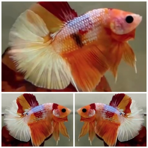 Nemo Copper HMPK