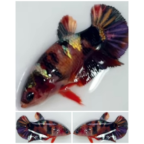 Female Fancy Copper