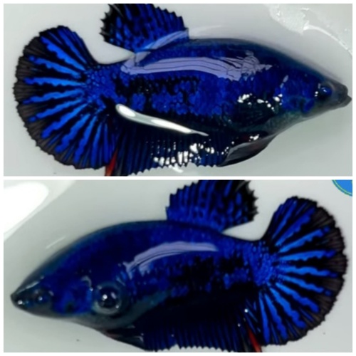 Female Blue Dragon