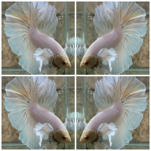 White Dumbo