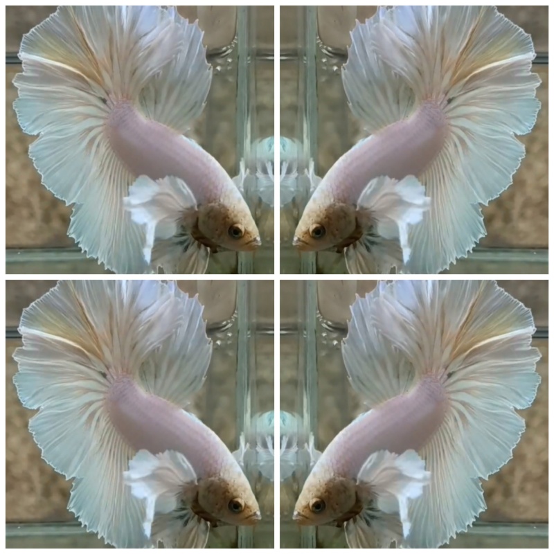 White Dumbo