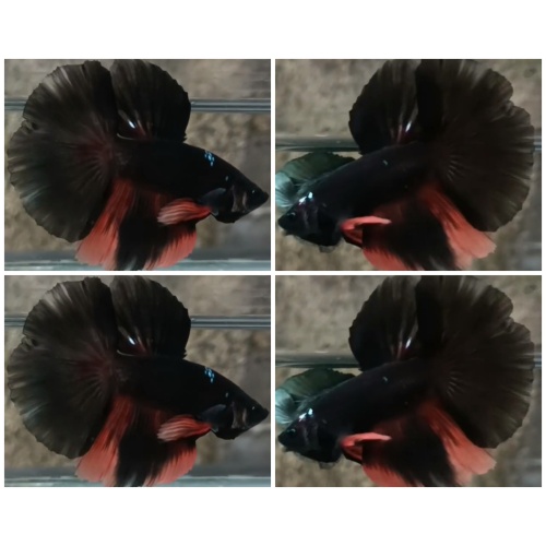 Black Variation