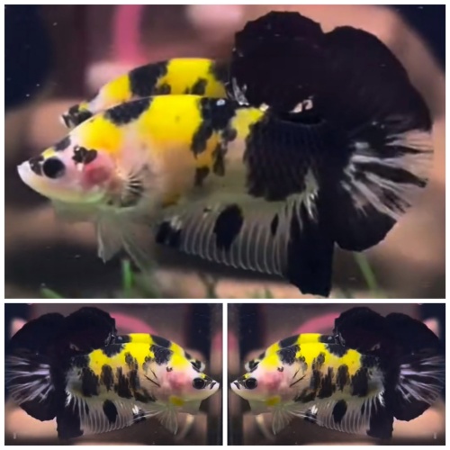 Yellow Tiger