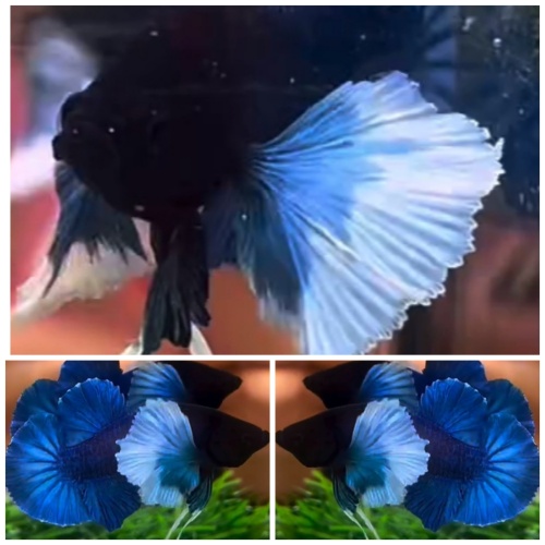 Dumbo Blue