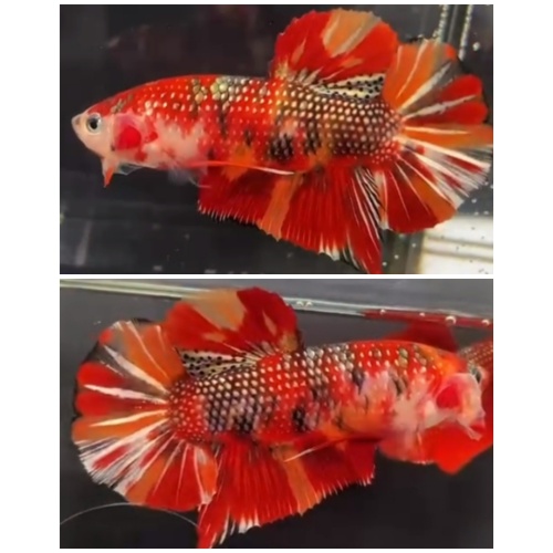 Giant Fancy Copper (6cm)