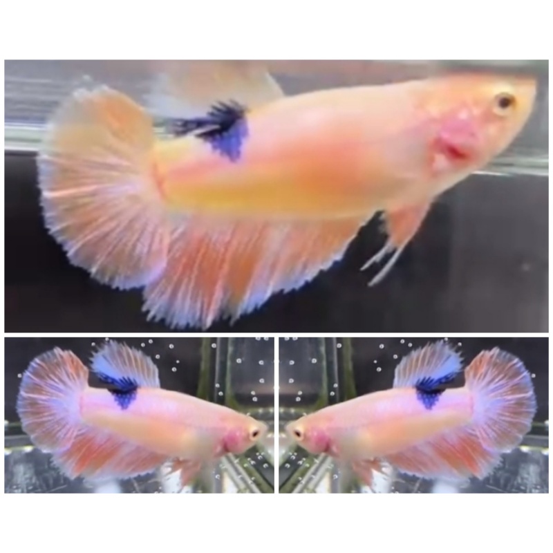 Female Pinky Peach