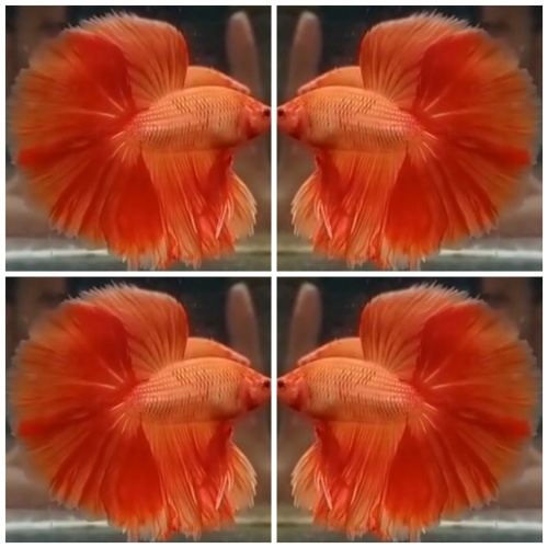 Orange Rosetail