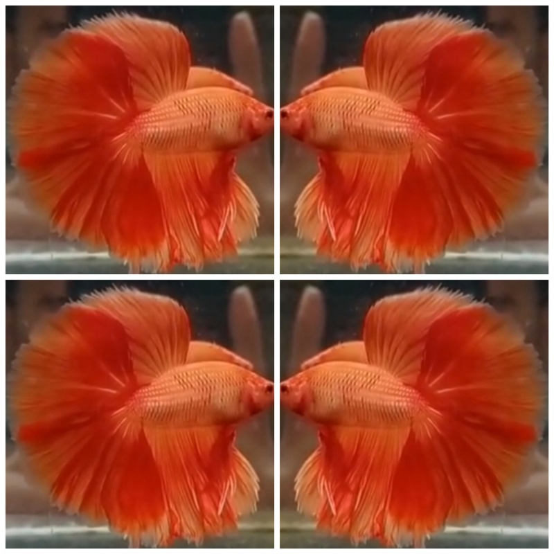 Orange Rosetail
