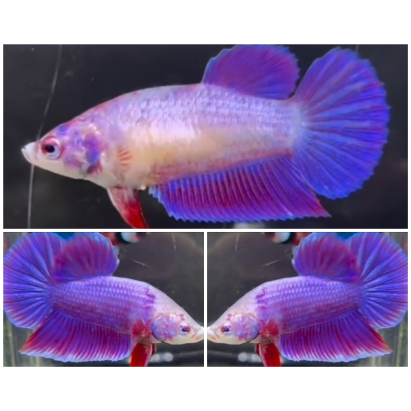 Pair Purple Aurora