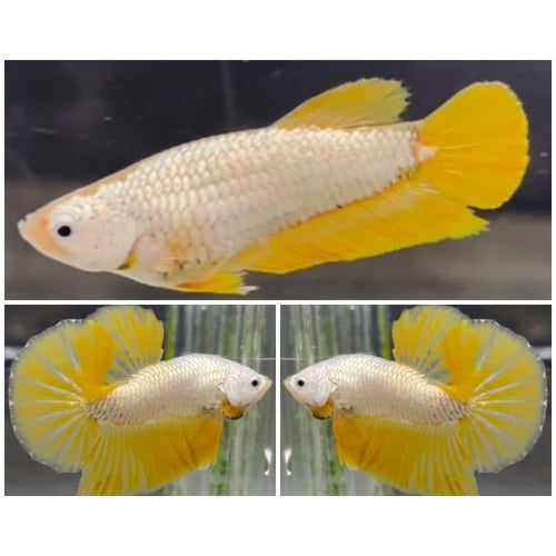 Pair Yellow Dragon