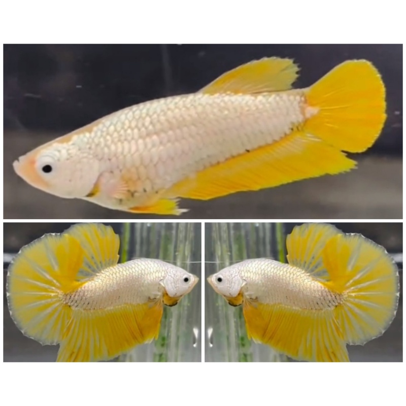 Pair Yellow Dragon