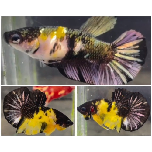 Pair Yellow Koi Copper