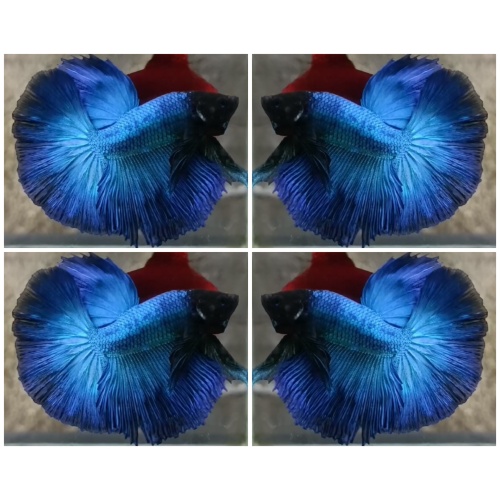 Turquoise Black Head