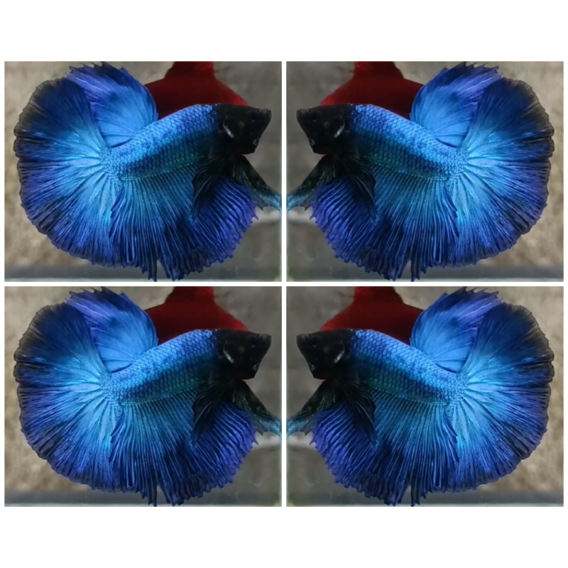 Turquoise Black Head