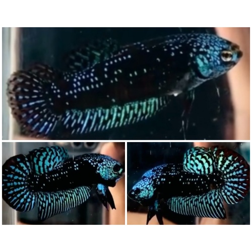 Pair Alien Monster