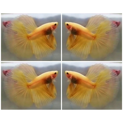 Yellow HM