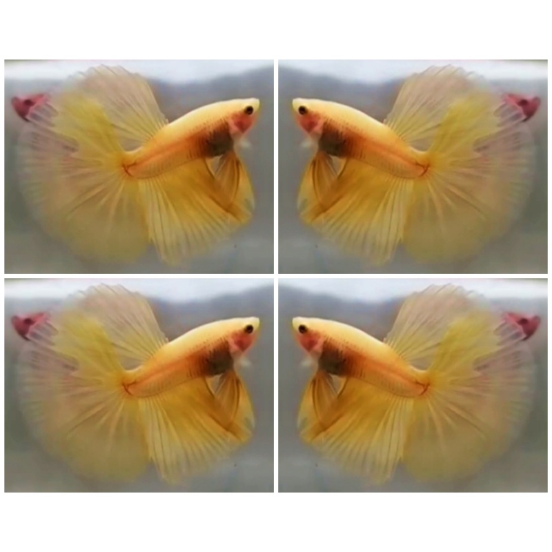Yellow HM
