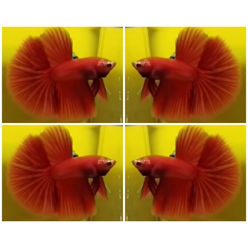Red HM
