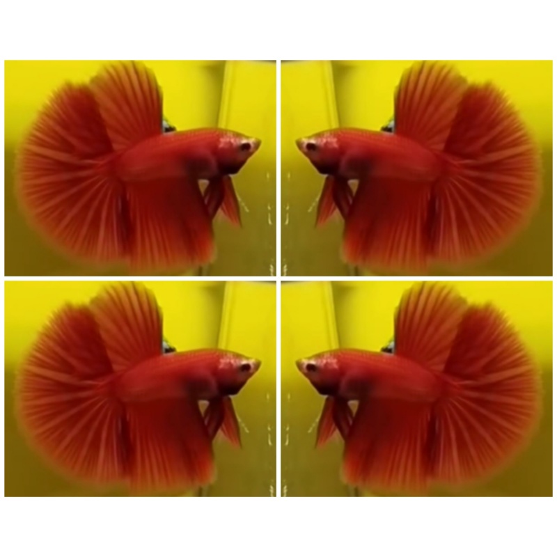 Red HM