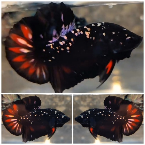 Avatar Red Copper