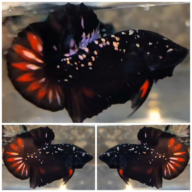 Avatar Red Copper