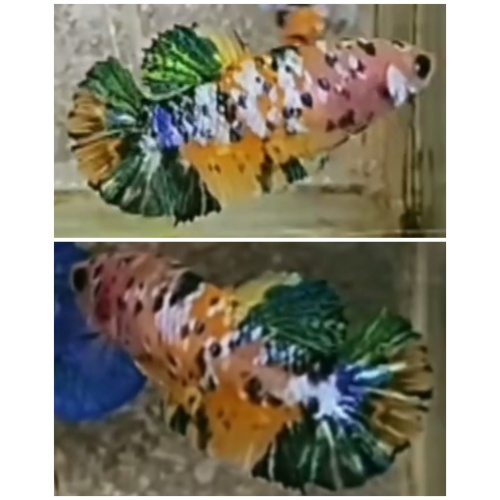 Female Yellow Tiger