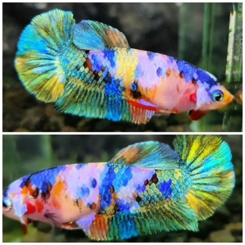 Female Multicolour #2
