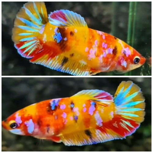 Female Multicolour #1