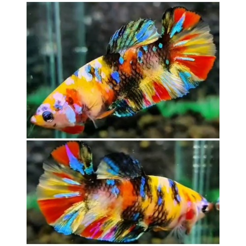 Female Multicolour #5