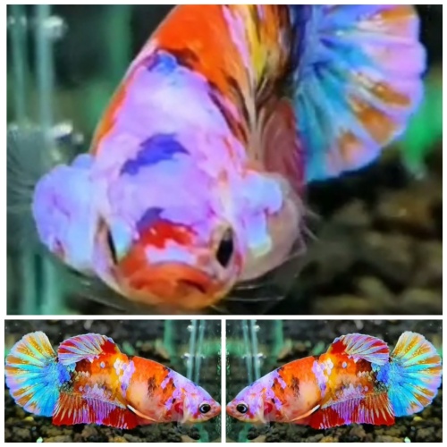 Female Multicolour #4